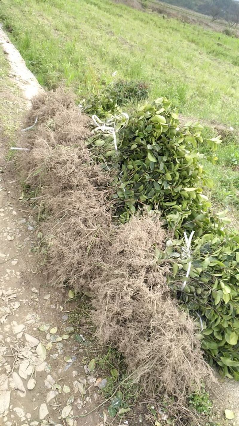 油茶苗裸根油茶苗，二年生，三年生，四年生，分枝多，
