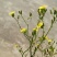 野菊花散装