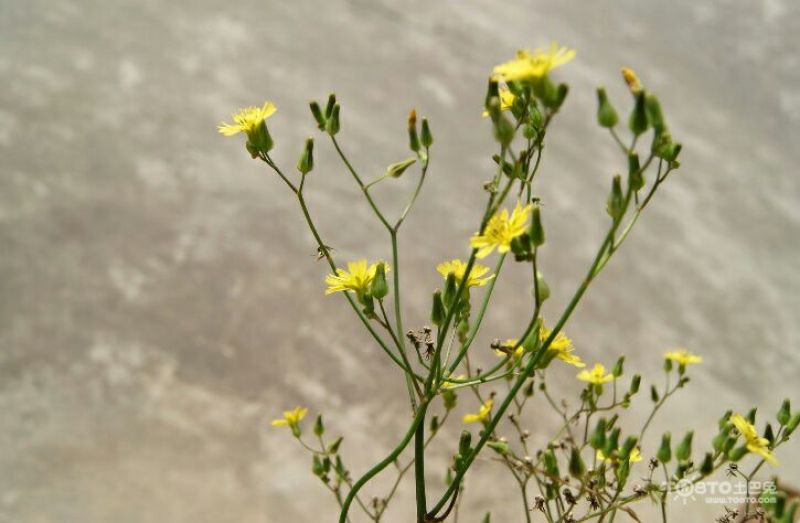 野菊花散装