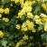 野菊花散装