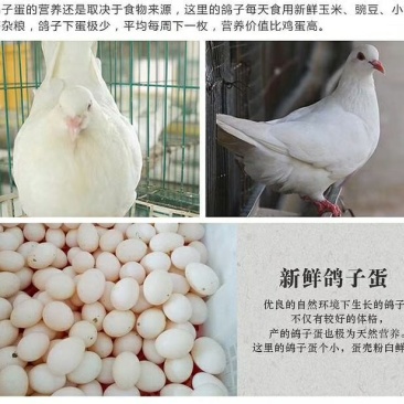 鸽子蛋食用，五谷杂粮饲养，天然无公害，良好的养殖环境