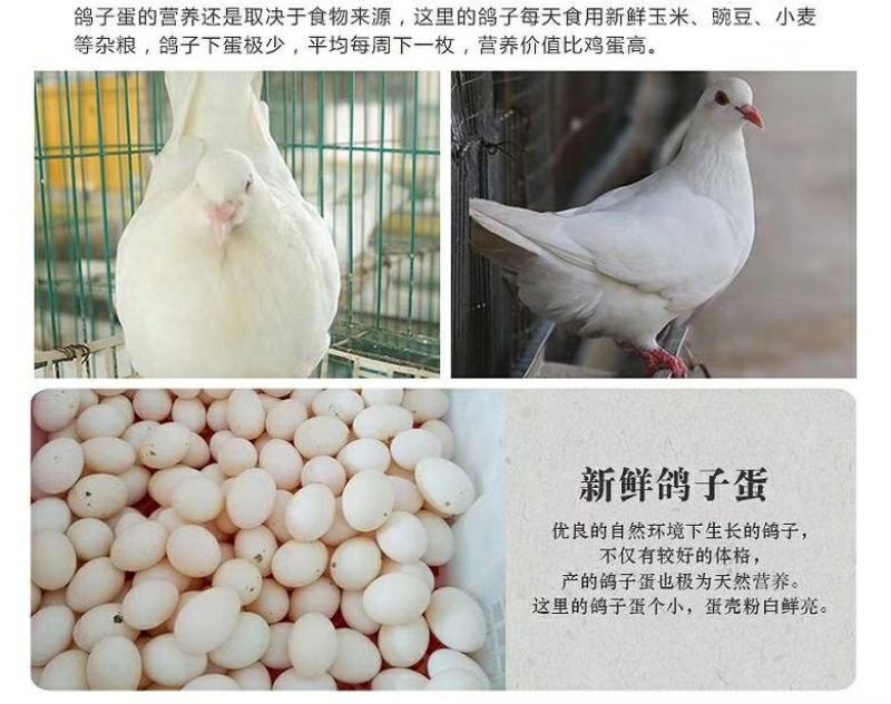 鸽子蛋食用，五谷杂粮饲养，天然无公害，良好的养殖环境