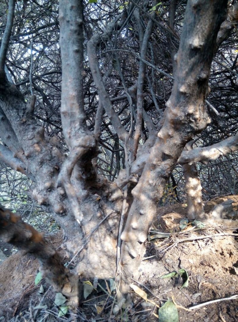 造型树