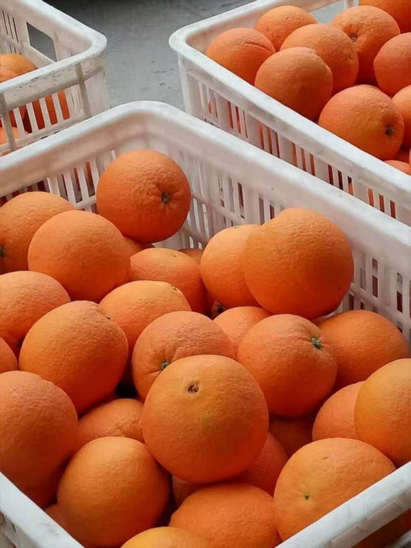 橙子伦晚脐橙中华红血橙圆红脐橙甜蜜多汁质量保证诚信为本