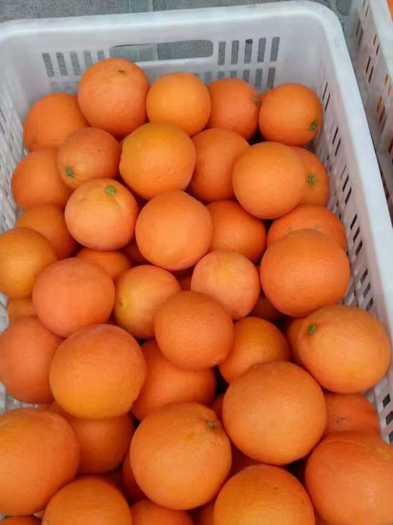 夏橙果大皮薄味甜湖北秭归夏橙产地直销果园现摘现发质优价廉
