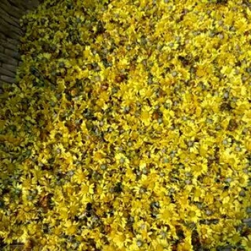 野菊花袋装