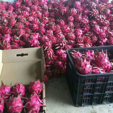 火龙果小（5两以下）