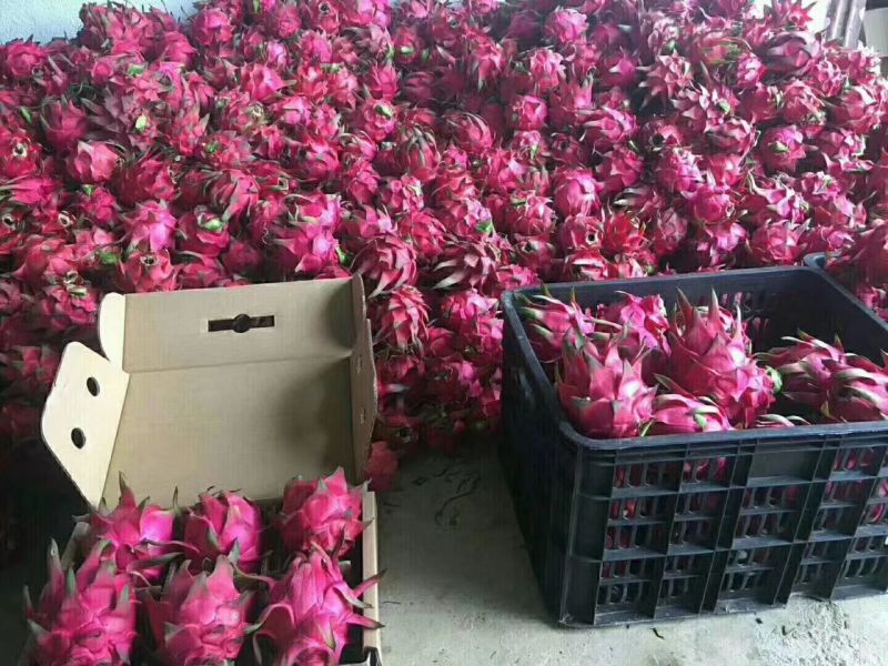 火龙果小（5两以下）