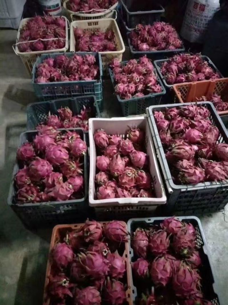 火龙果小（5两以下）
