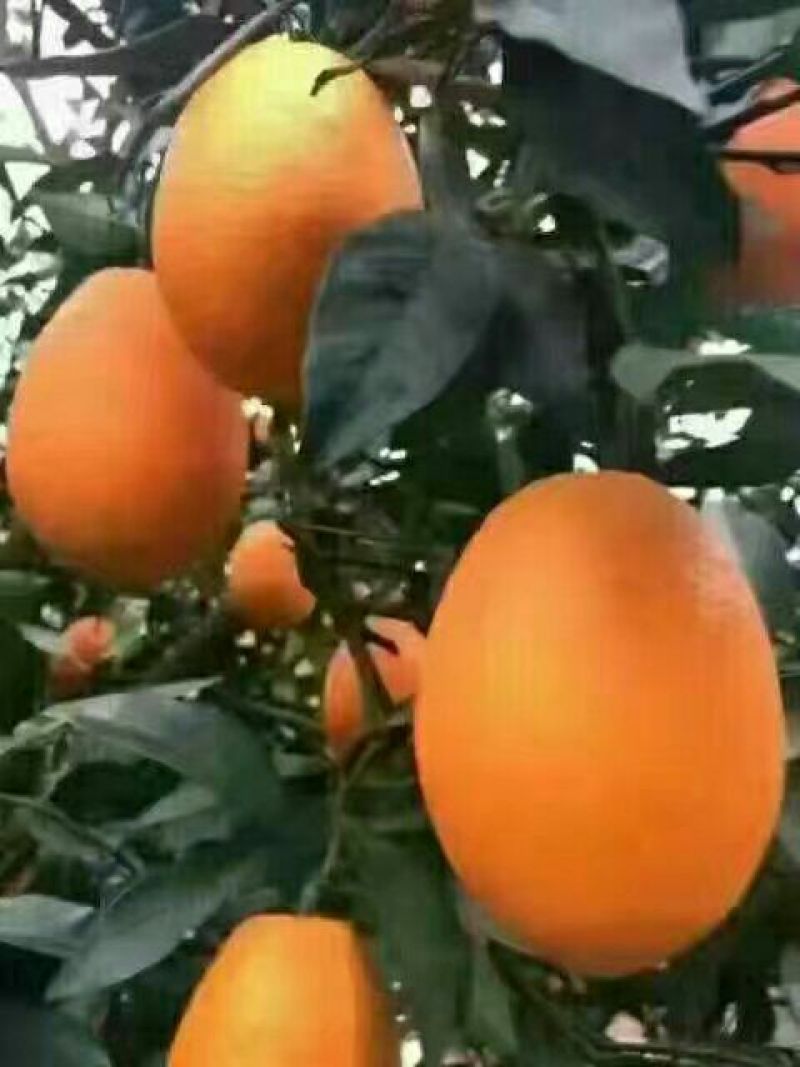 【自家果园】长虹脐橙专业种植品质保障价格合理