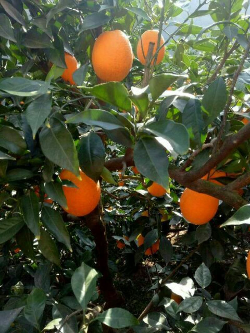 【自家果园】长虹脐橙专业种植品质保障价格合理