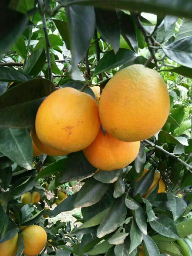 【自家果园】长虹脐橙专业种植品质保障价格合理