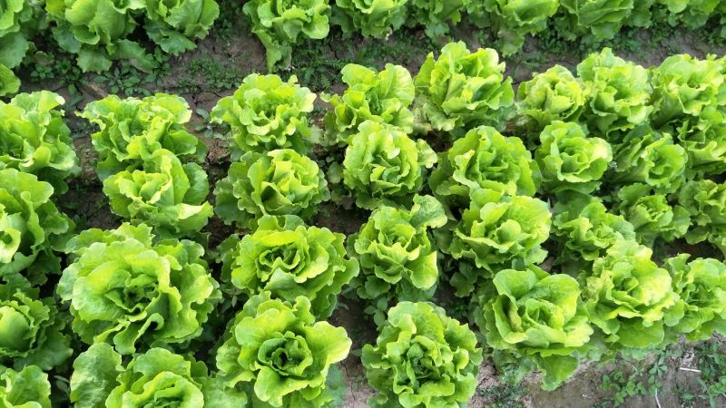 意大利生菜5两~6两
