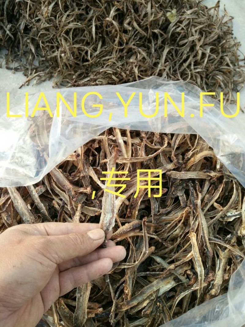 地龙全开