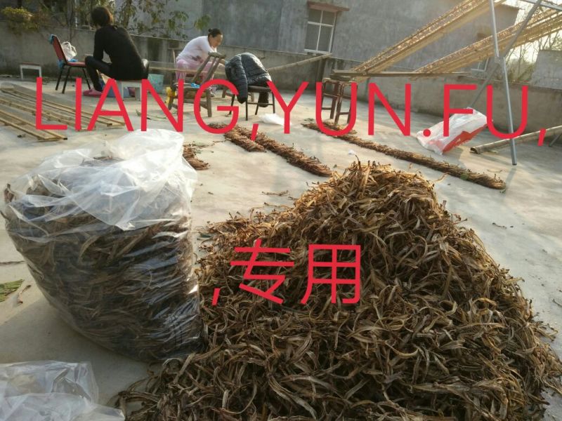 地龙全开