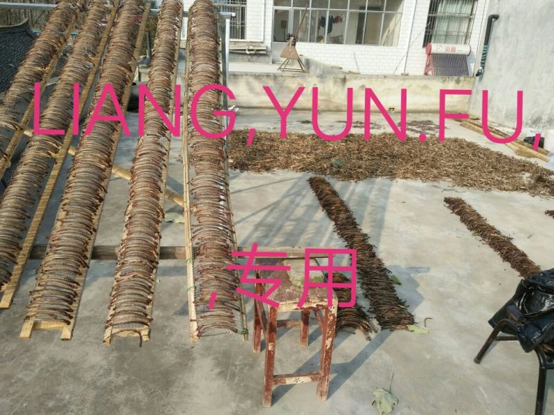 地龙全开