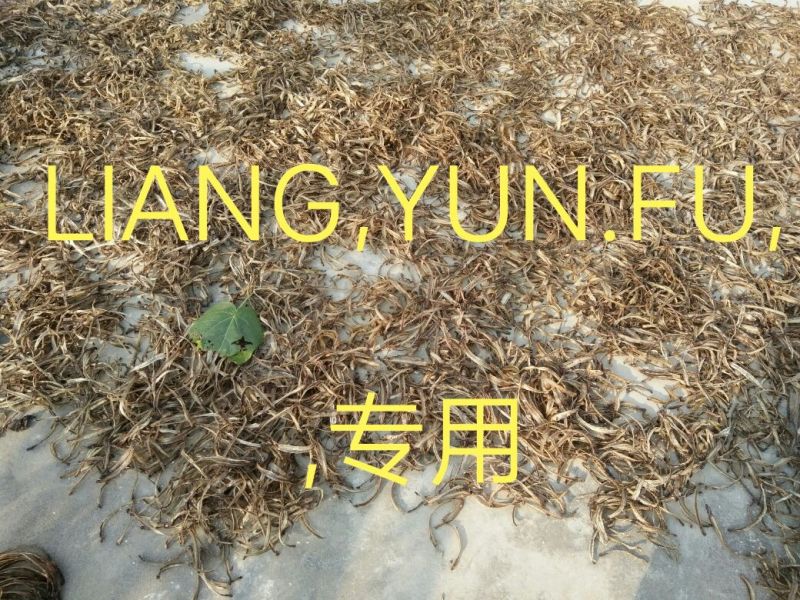 地龙全开