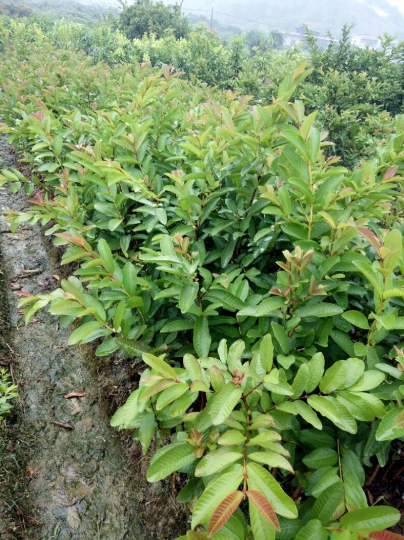 西瓜番石榴苗50~80cm