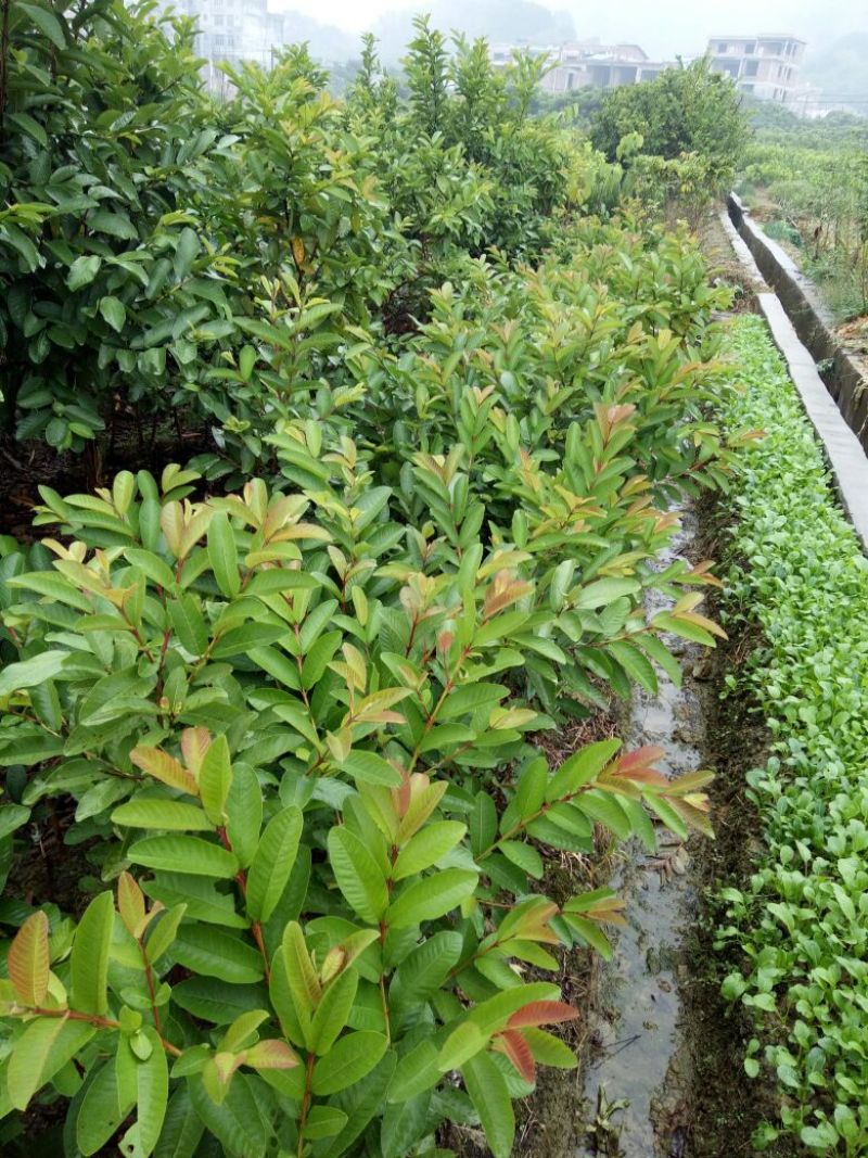 西瓜番石榴苗50~80cm