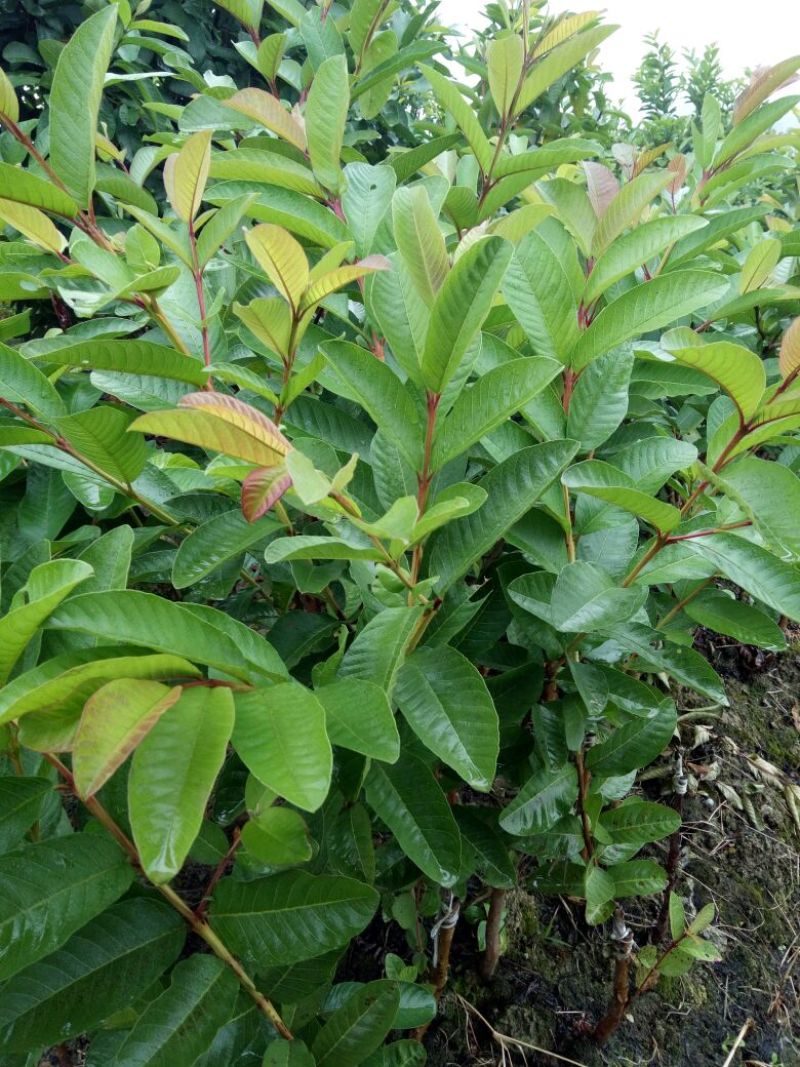 西瓜番石榴苗50~80cm