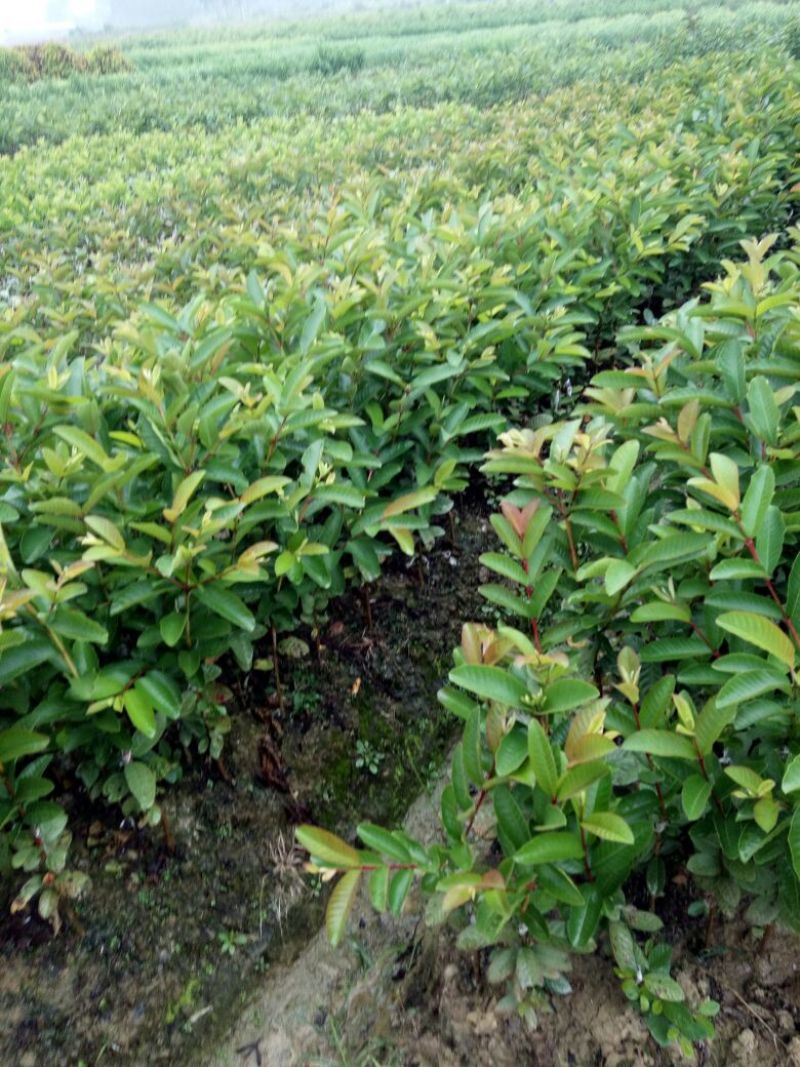 西瓜番石榴苗50~80cm