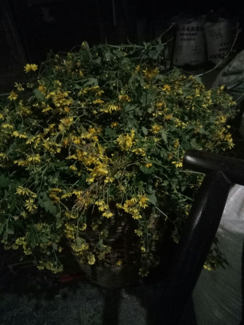 野菊花散装