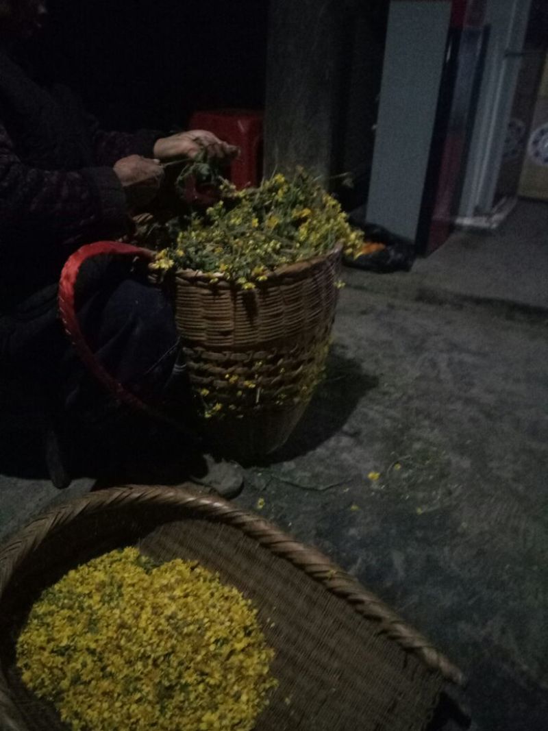 野菊花散装