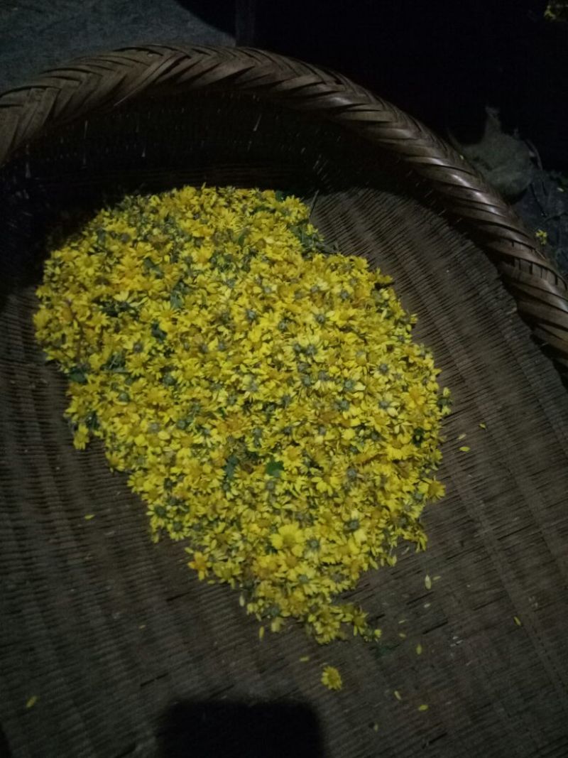 野菊花散装
