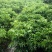 无核黄皮苗30~50cmcm