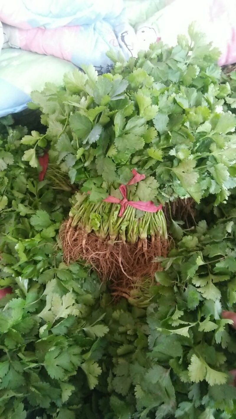 大叶香菜基地直供，绿色无公害绿色食品，欢迎新老客户光临