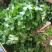 大叶香菜基地直供，绿色无公害绿色食品，欢迎新老客户光临