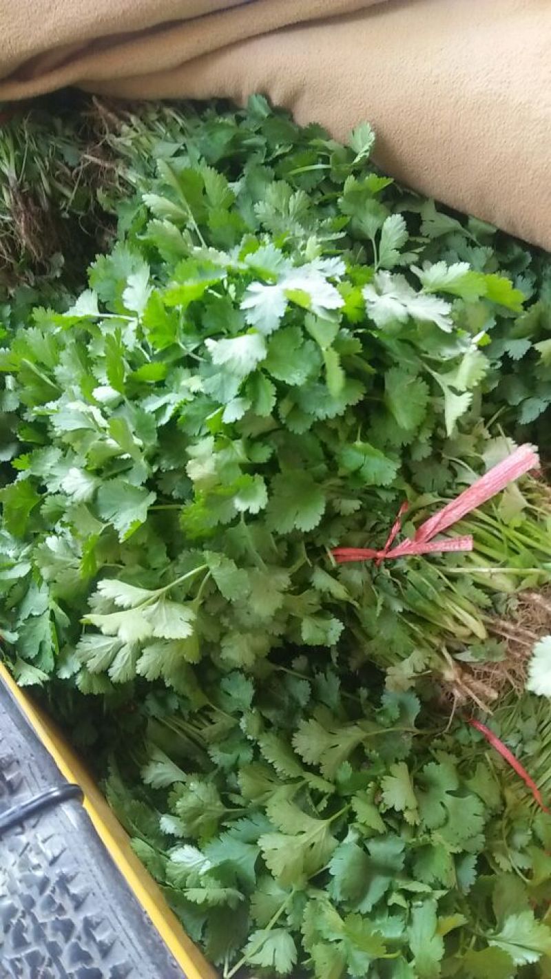 大叶香菜基地直供，绿色无公害绿色食品，欢迎新老客户光临