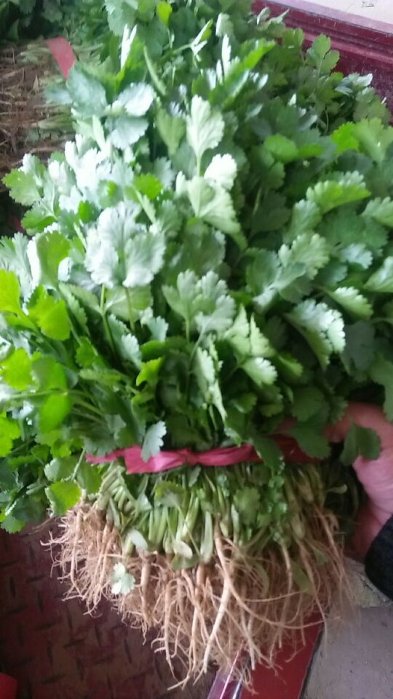 大叶香菜基地直供，绿色无公害绿色食品，欢迎新老客户光临
