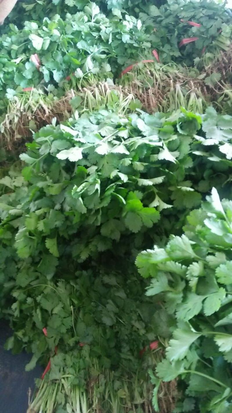 大叶香菜基地直供，绿色无公害绿色食品，欢迎新老客户光临