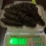 黑海参9元一个，量大批发！