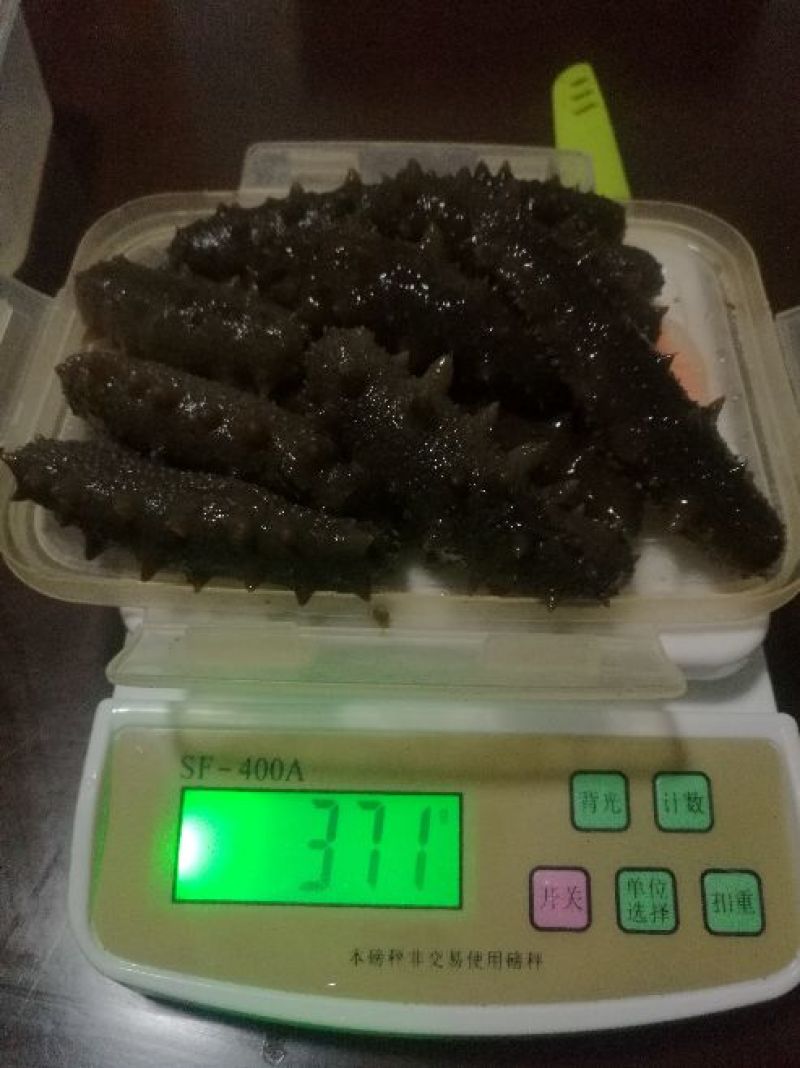 黑海参9元一个，量大批发！