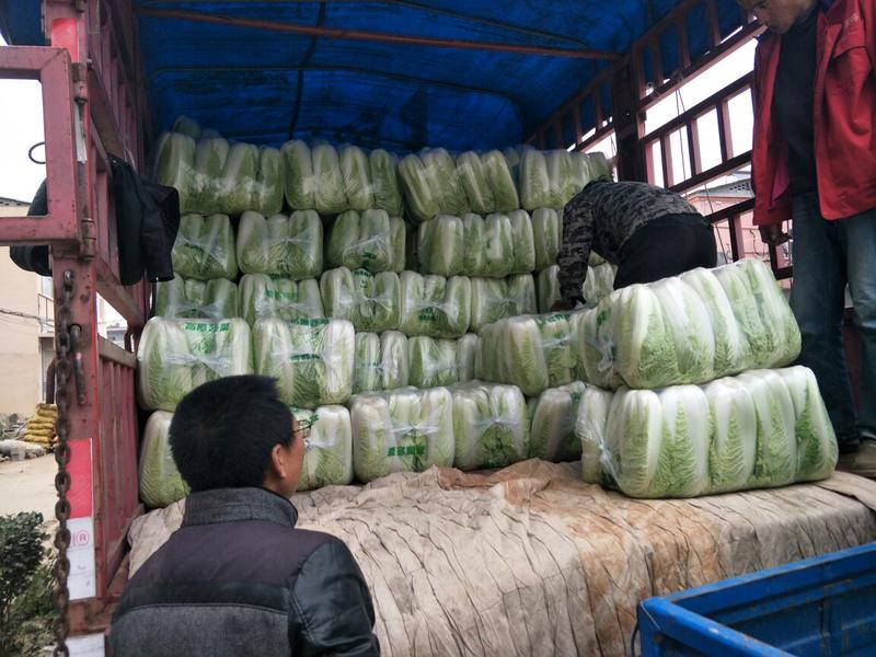 北京三号白菜/装袋，包纸价格便宜，质量好