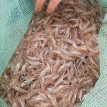 青虾冰鲜虾26~30只/kg
