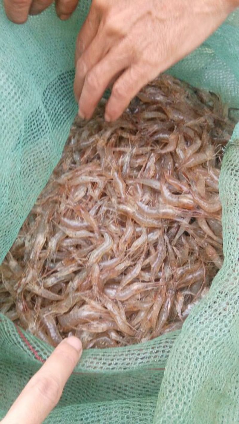 青虾冰鲜虾26~30只/kg