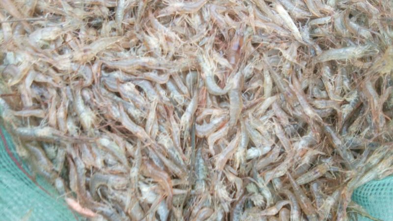 青虾冰鲜虾26~30只/kg