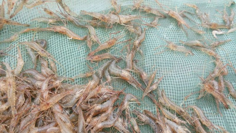 青虾冰鲜虾26~30只/kg