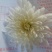 药用菊花袋装