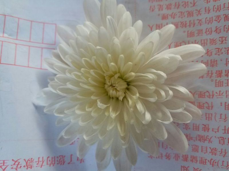 药用菊花袋装