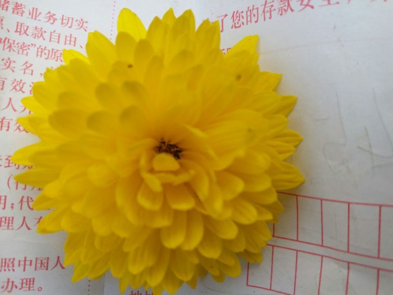 药用菊花袋装