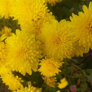 药用菊花袋装