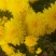 药用菊花袋装