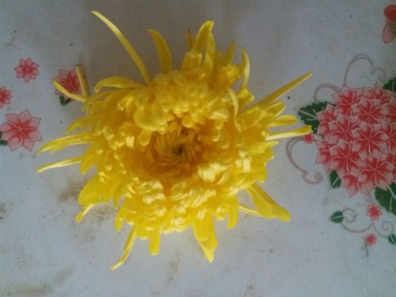 药用菊花袋装