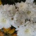 药用菊花袋装