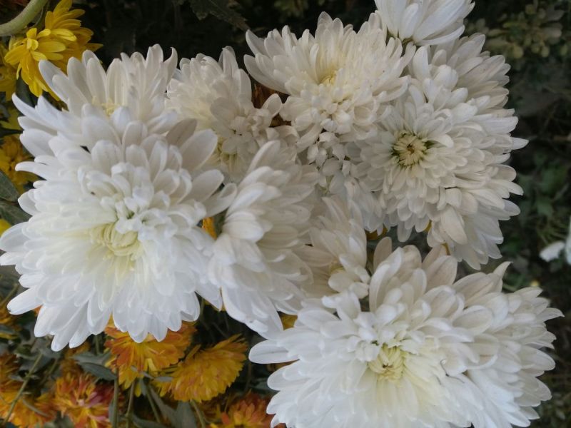 药用菊花袋装