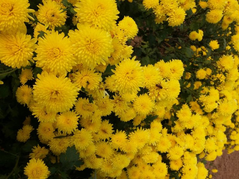 药用菊花袋装